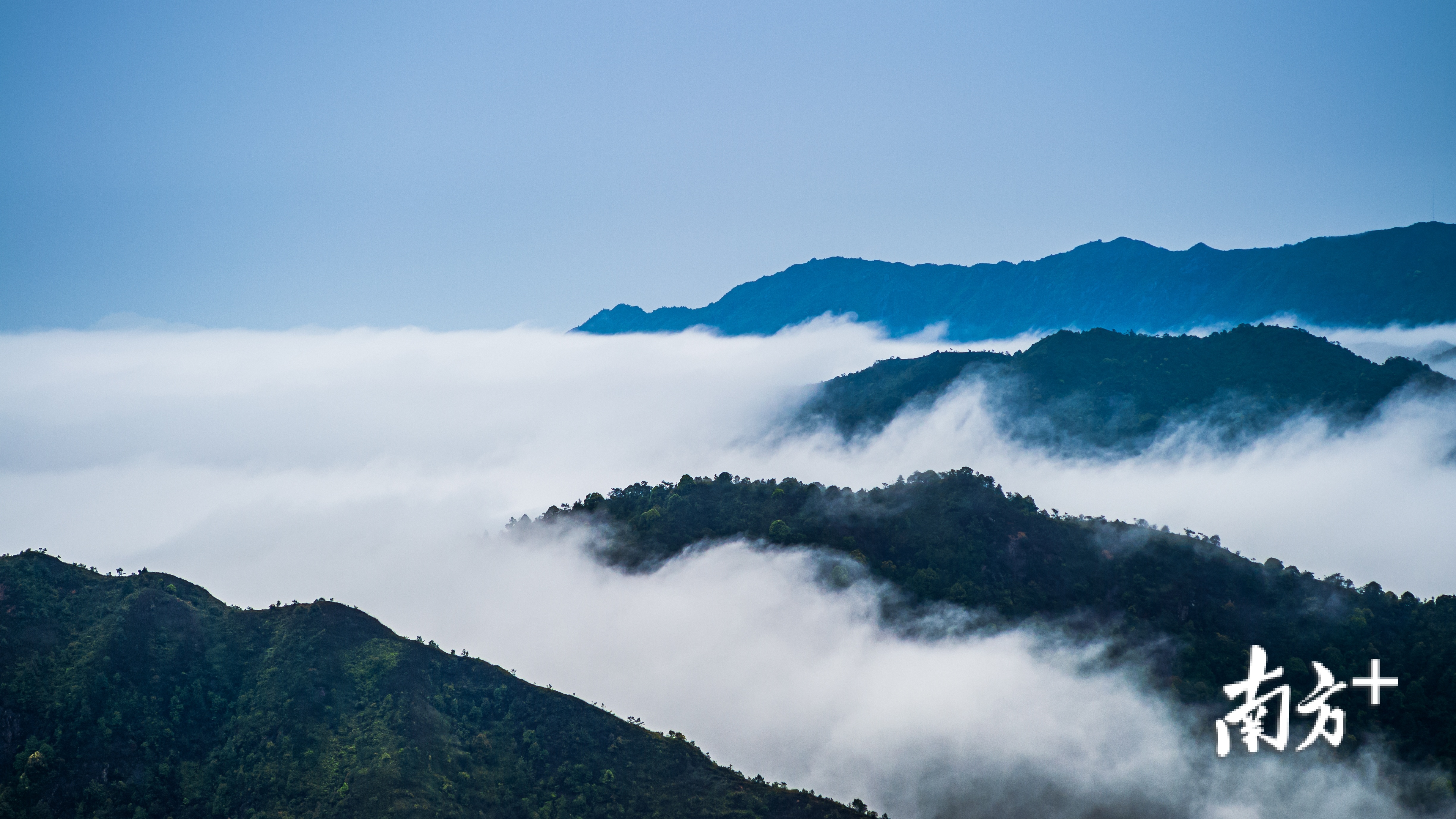 3月的潮州凤凰山,云海环绕,满山的茶园一片绿油油,犹如人间仙境.