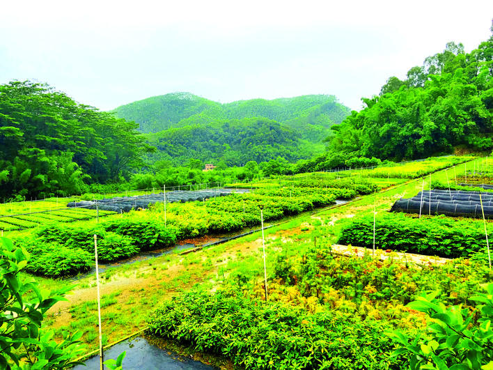 惠州今年将建成10个中药材种植示范点