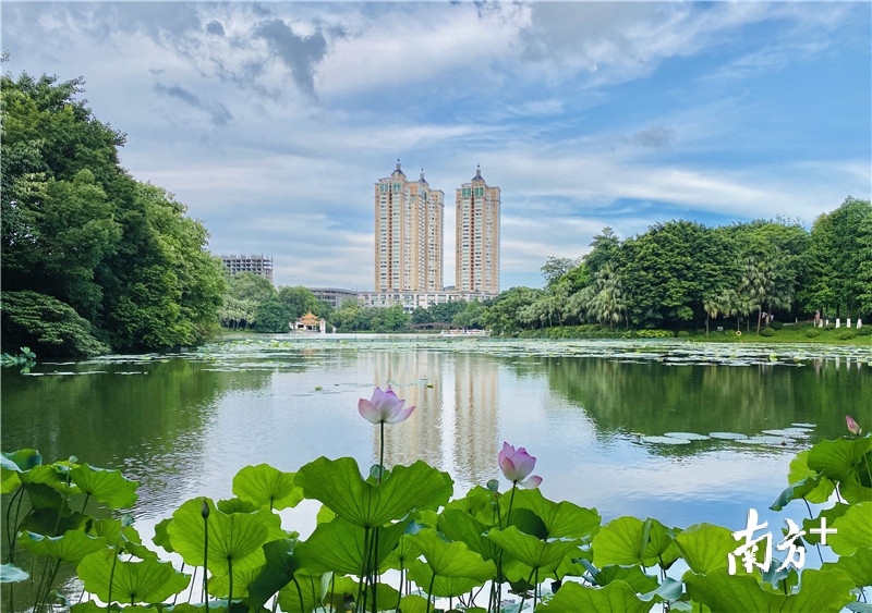 盛夏有你:东湖公园荷花已绽放