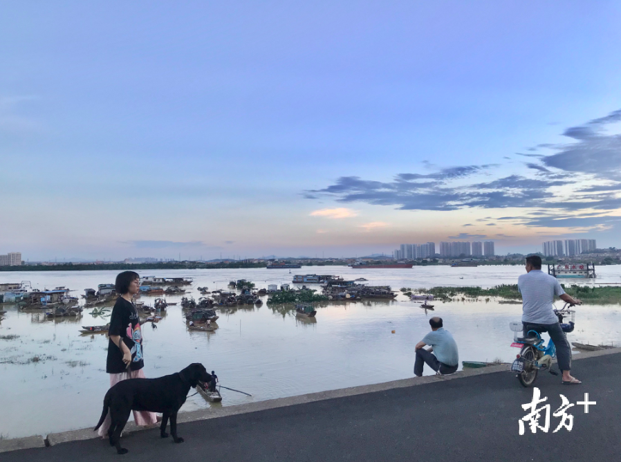 淼城随拍 | 雨后天空,三水北江大堤美出新高度!