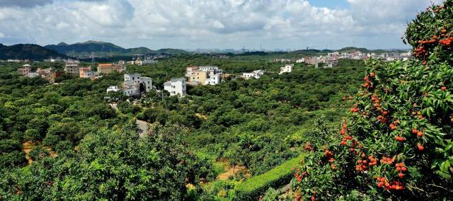 奖金5.5万元!"茂名荔枝"包装设计征集正式启动