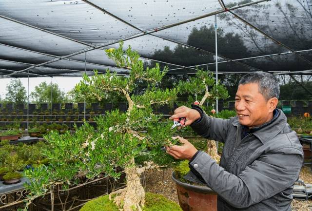 黄杨盆景的修剪造型"秘诀",可以用"五去五留"来概括.