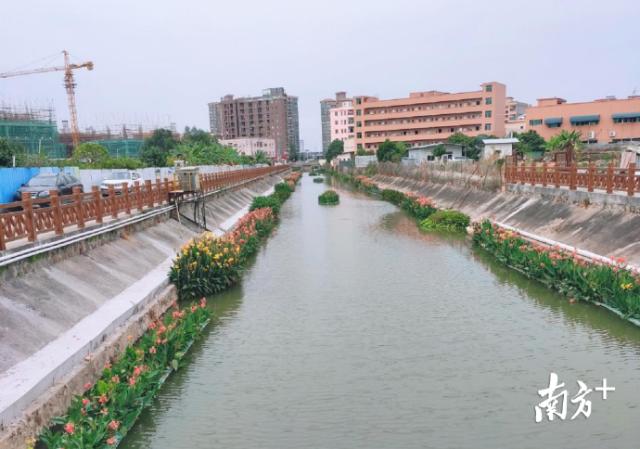 东莞治水十记⑦|东坑角社排渠:臭水沟蝶变休闲走廊