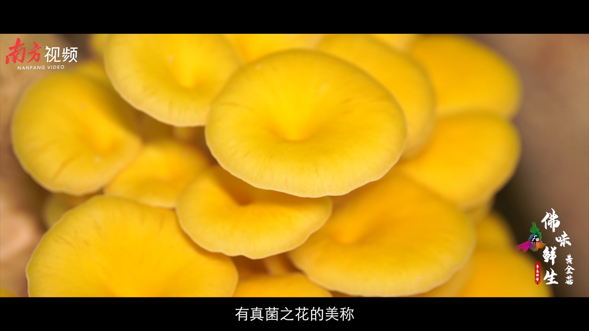 黄金菇:真"菌之花,提鲜妙品|佛味鲜生