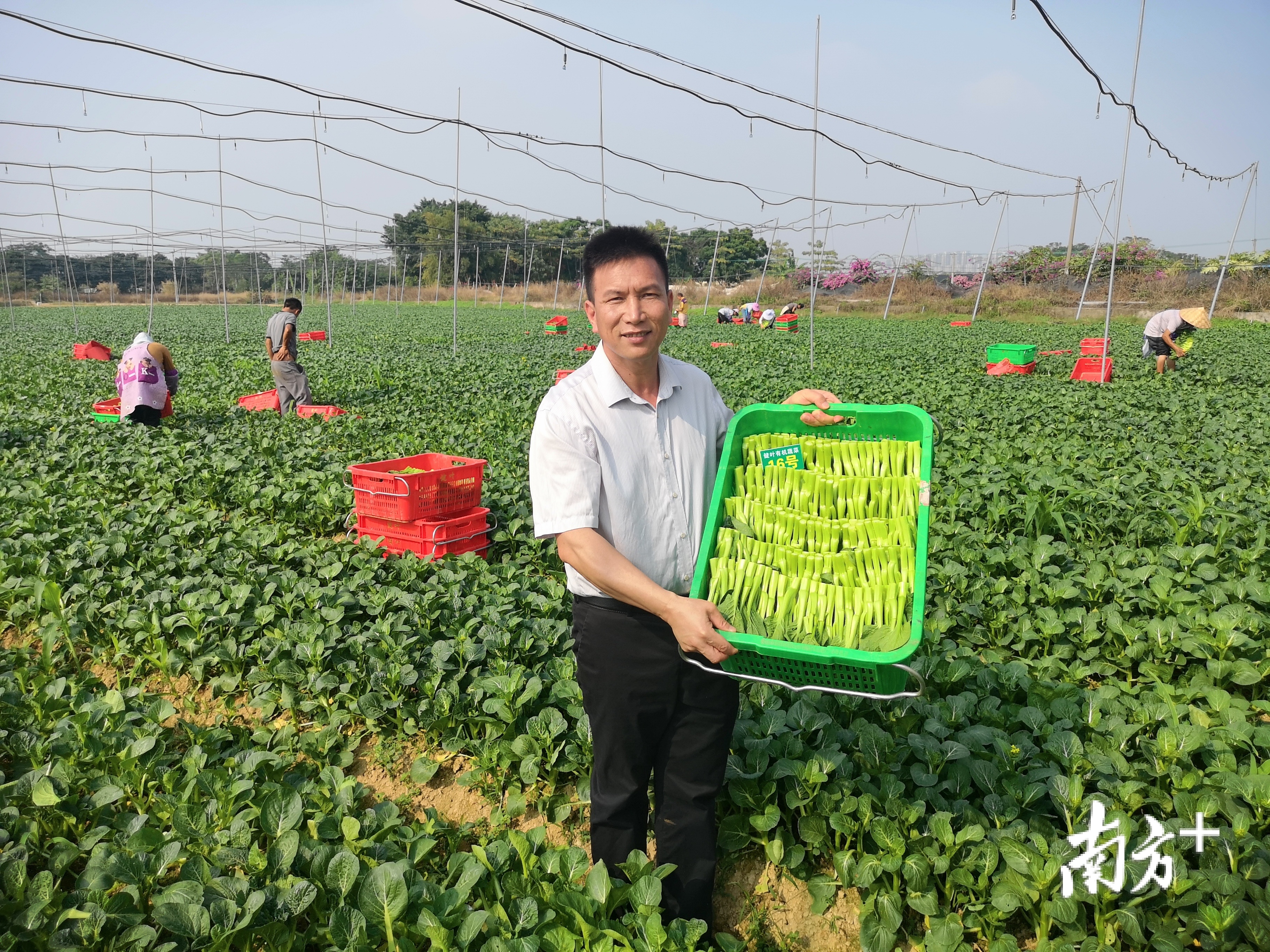 叶桂柱展示采摘的新鲜蔬菜 受访者供图