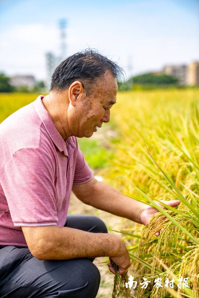 广东丝苗米丰收-广东省农业农村厅网站