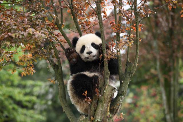 树上"长"熊猫啦