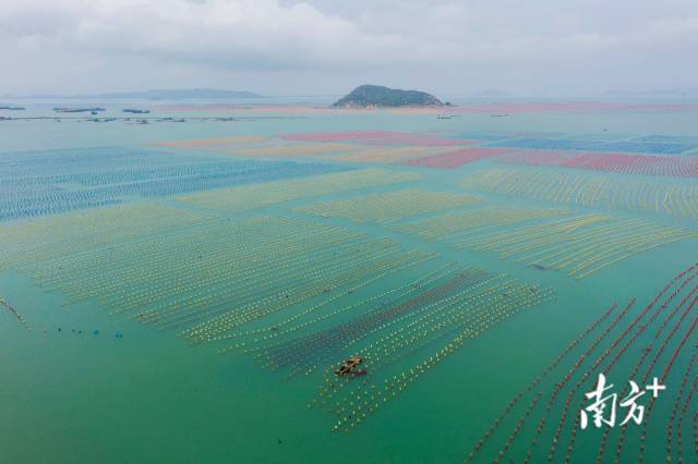 汕头南澳岛,绵延的海岸线提供了优质的近海养殖条件.