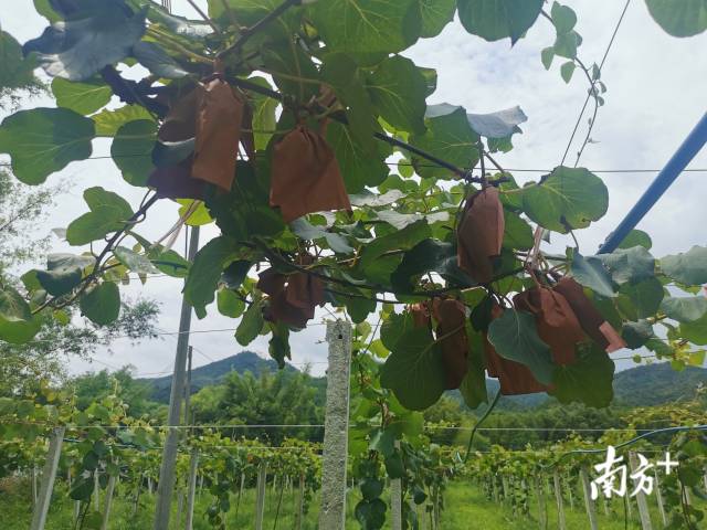 南方日报:发展富民兴村产业 全面建成小康社会