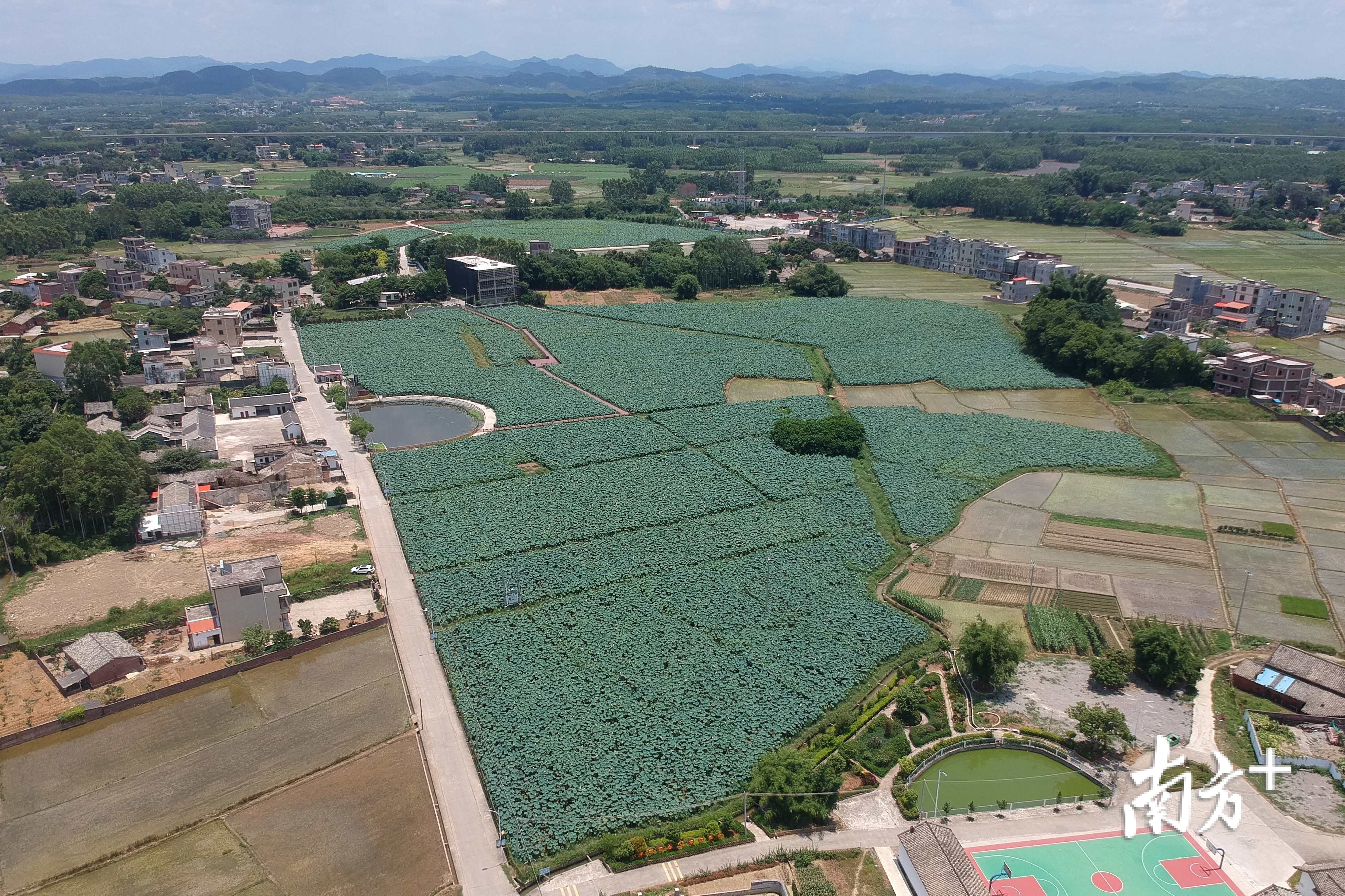 惠州市博罗县石坝镇三嘉村种植了150亩荷花 南方日报记者 梁维春 摄
