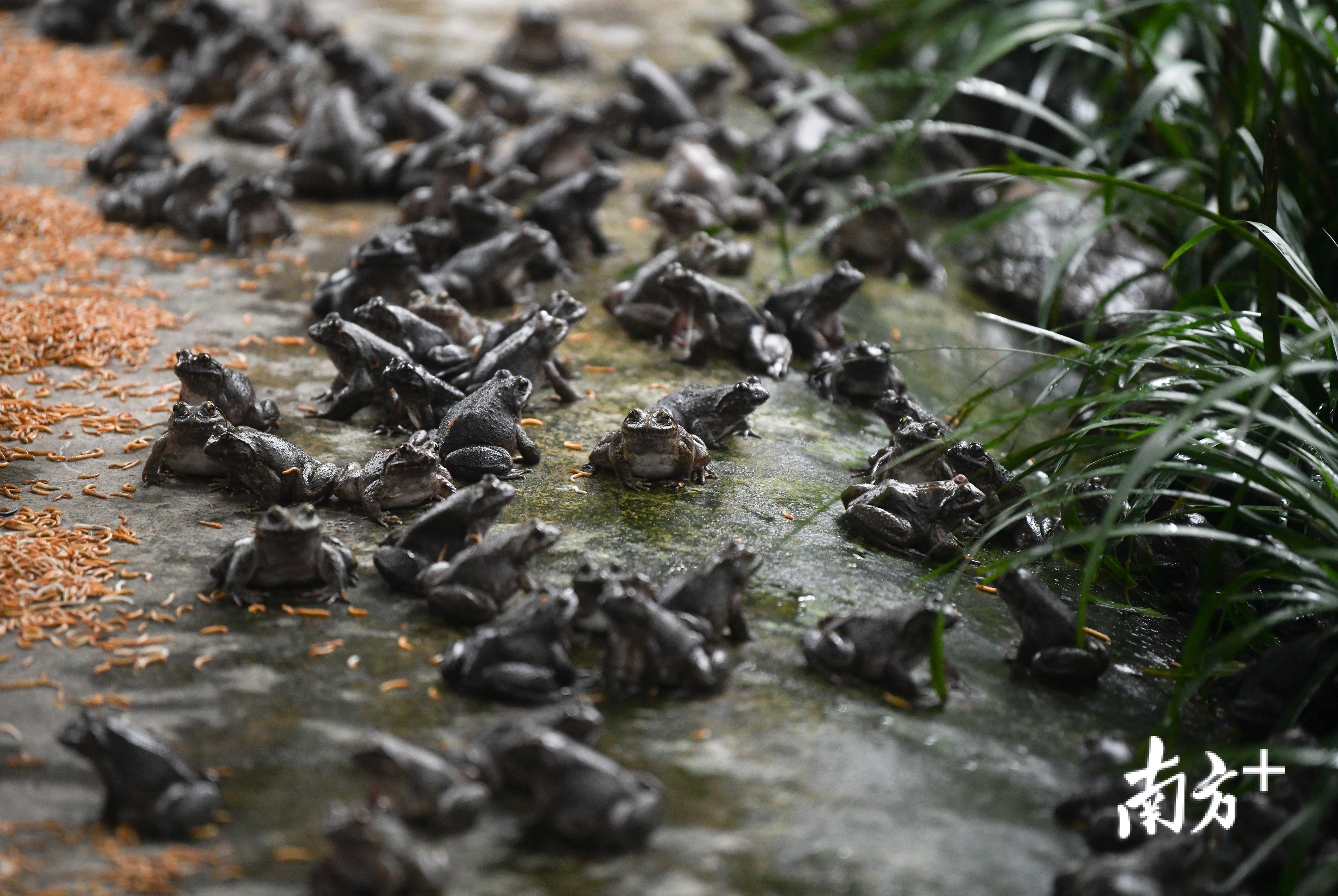 成蛙养殖区，密密麻麻的石蛙正在吃黄粉虫。