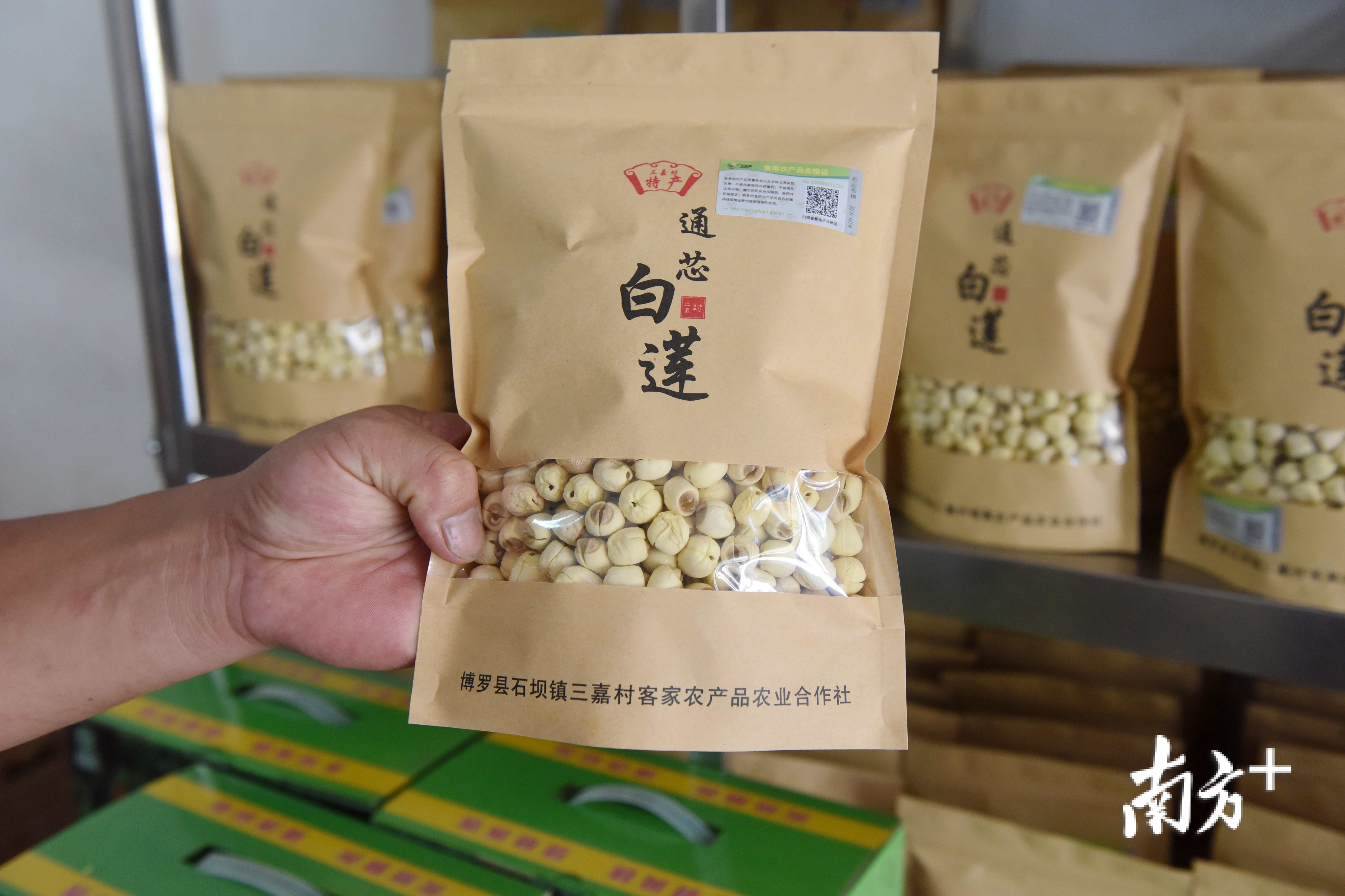 组图百余亩荷花美出新高度惠州三嘉村以莲脱贫致富