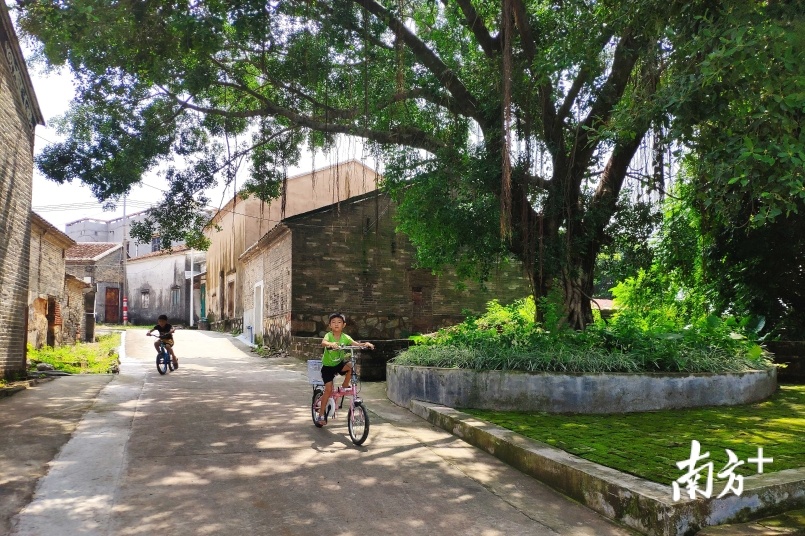 古村古树，小朋友们在安静的骑车。