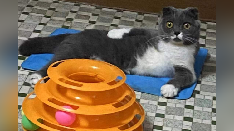 广州封控区的宠物守护者：深夜送奶粉上门，送橘猫回主人身边