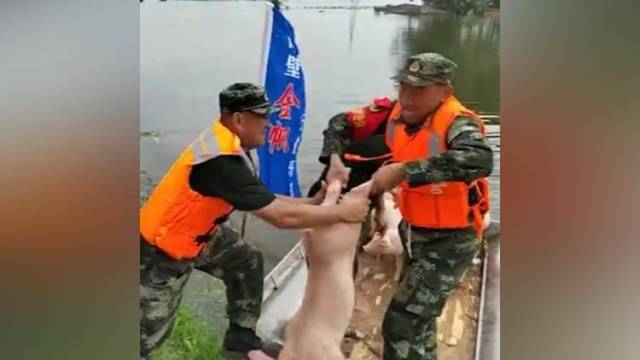 河南鹤壁村民连说五个“谢谢”，感谢武警帮助转移牲畜