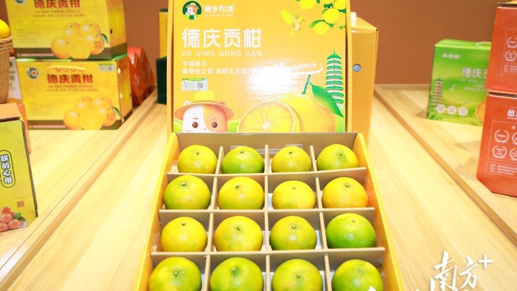柑香满汉江 德庆贡柑将亮相湖北农博会