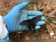 东航飞行事故救援现场托起蝴蝶的消防员:哀思瞬间涌上心头