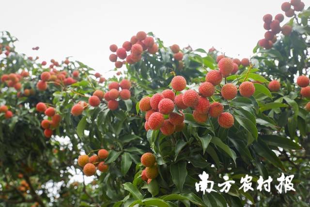 开好局起好步！高州成立全省首个荔枝销售疫情防控专班
