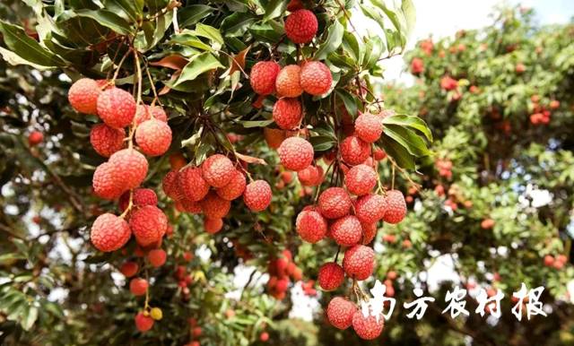 5月，紅色的荔枝掛枝頭,，令人賞心悅目