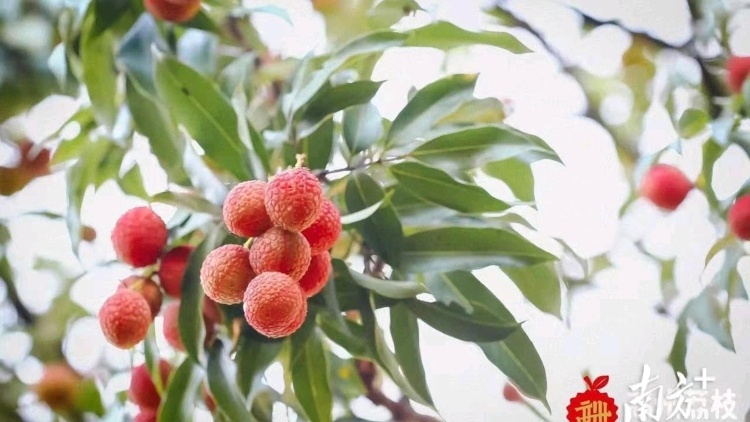 @采购商 快来高州参加荔枝采购商大会！优质货源不必愁！