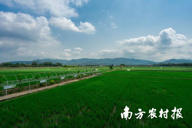 以增城丝苗米为核心打造的“时光穗稻”新乡村示范带，正成为增城美丽乡村新名片