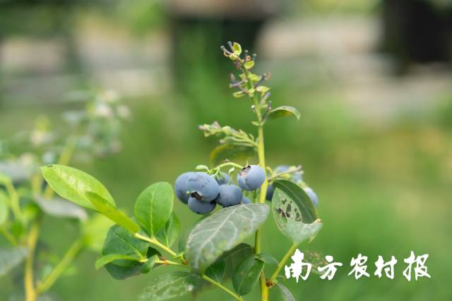 从国外引进的高端蓝莓，在乡丰实现规模化定制生产