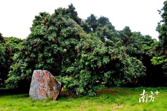 增城“挂绿”荔枝树