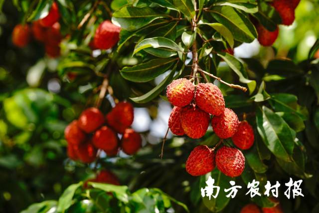 有了蝉鸣荔熟,广东就成了岭南 有了蝉鸣荔熟,广东就成了岭南