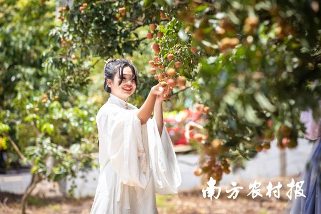 属于年轻人世界里,荔枝成为新一代啖荔人的情感寄托 属于年轻人世界里,荔枝成为新一代啖荔人的情感寄托