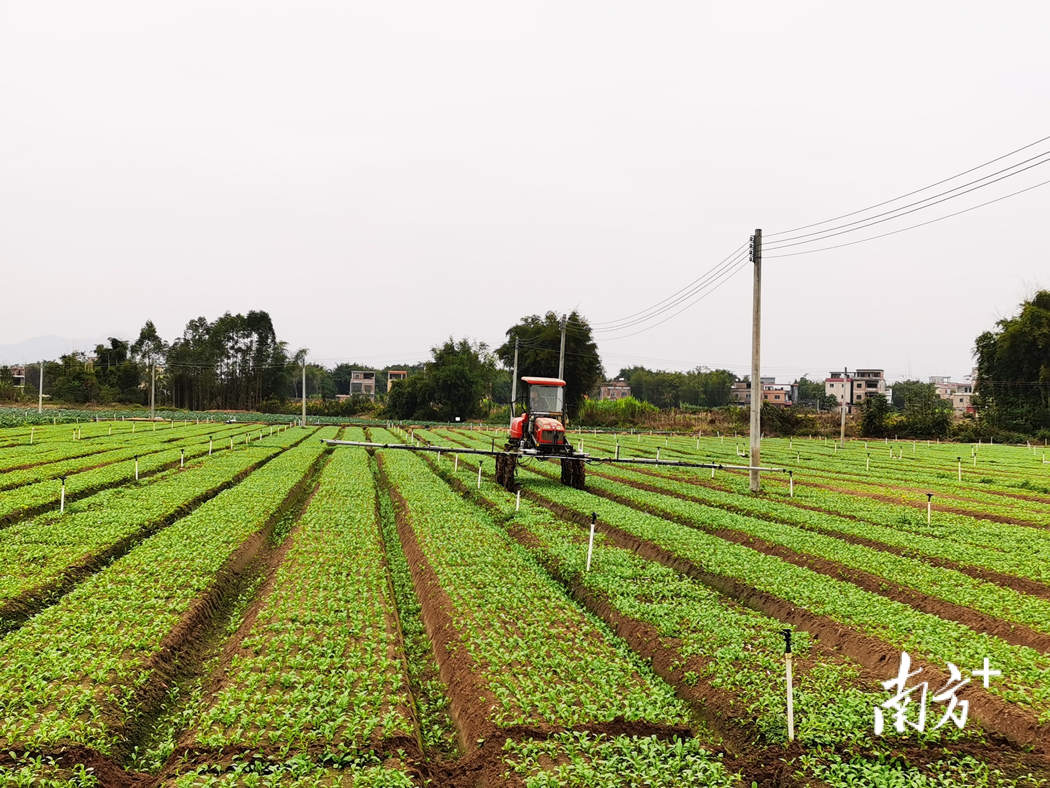 一棵怀集蔬菜的湾区旅程：优产、严选、速运打通产供销全链条