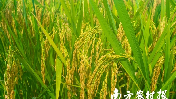 保粮食安全！广东发布支持2022晚造粮食生产12条措施