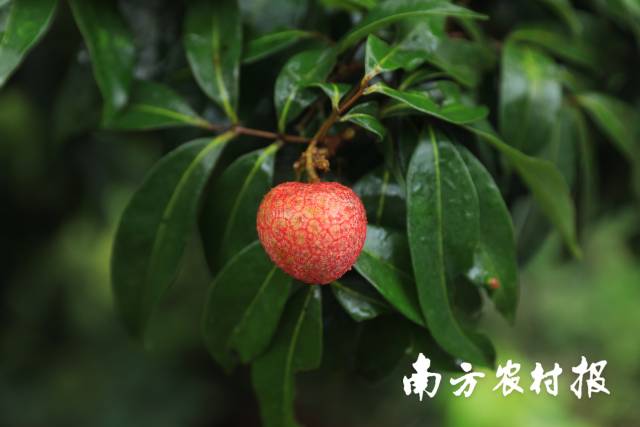 产值20亿元，比去年翻一番！增城荔枝高质量助力乡村振兴