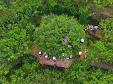 潮州凤凰镇“凤凰山茶旅走廊”：以“一片叶子”富一方百姓