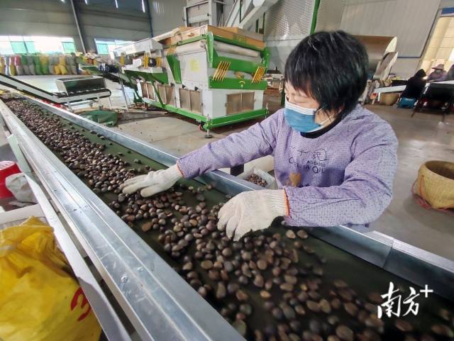 山茶油排行榜_茶油品牌十大排名(茶油十大品牌)
