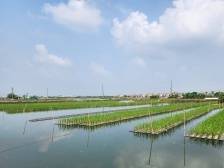 坚持以中国式农业农村现代化夯实中国式现代化