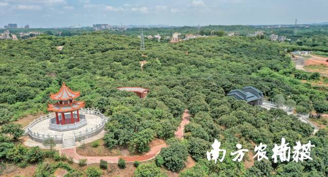 连片的荔枝种植基地形成了独一无二的荔海风光。