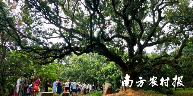 高州根子镇贡园吸引众多游客打卡。