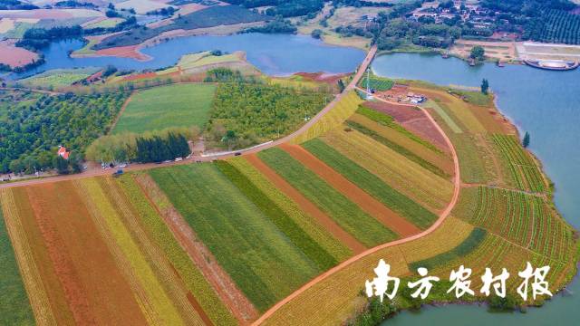 湛江徐闻菠萝的海