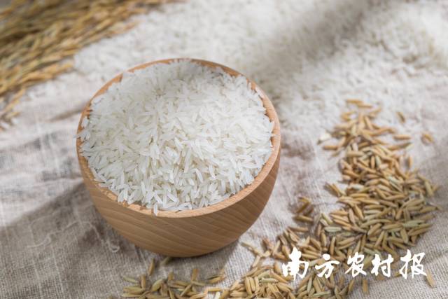 米中碧玉，增城丝苗