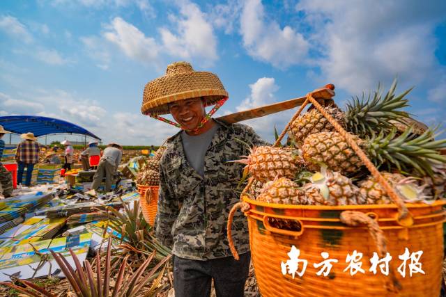 菠萝卖出好价钱，农民露出笑脸