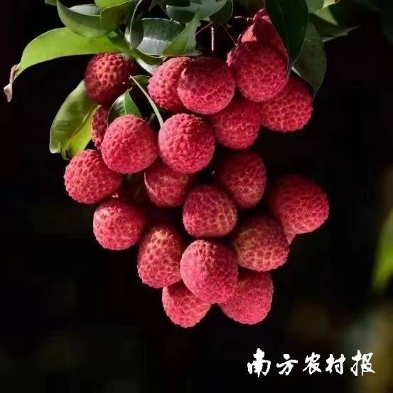廣東荔枝