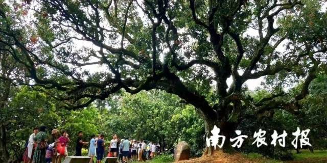 茂名高州根子镇柏桥村荔枝种植园。