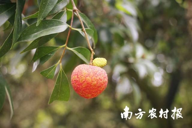 北園綠