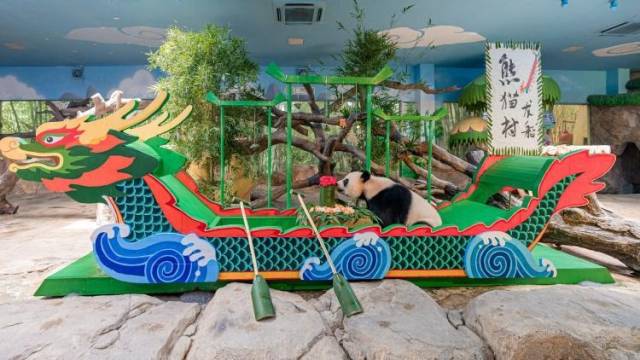 “端午也有我的份”看熊猫过节，坐龙船吃粽子