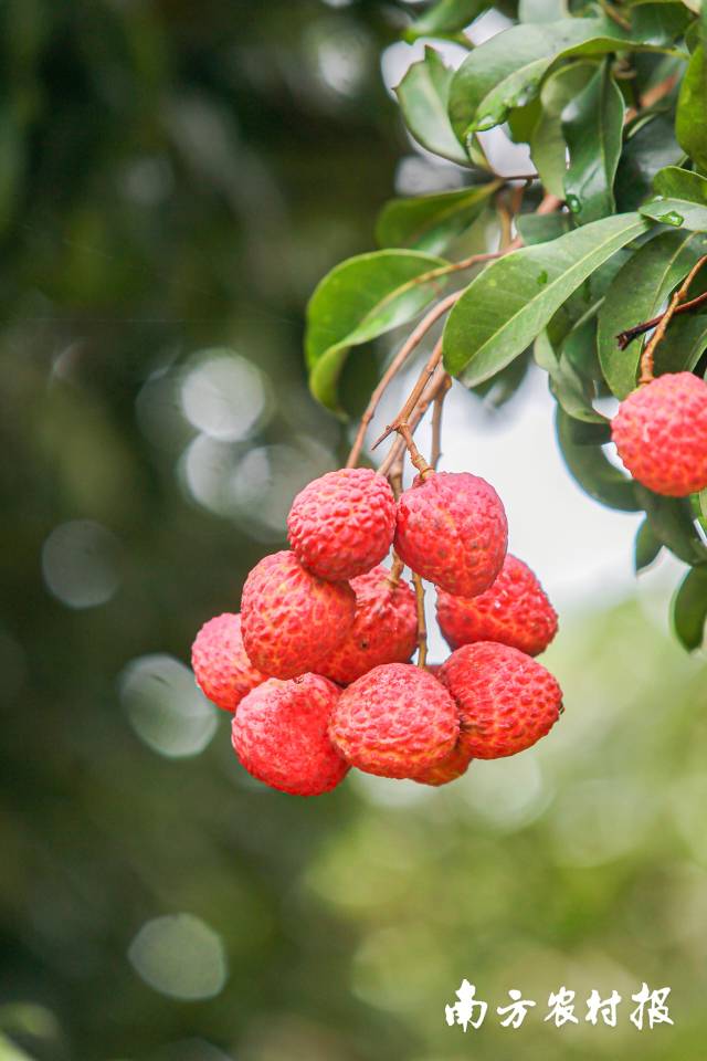 近年来，备受瞩目的荔枝新秀增城仙进奉荔枝