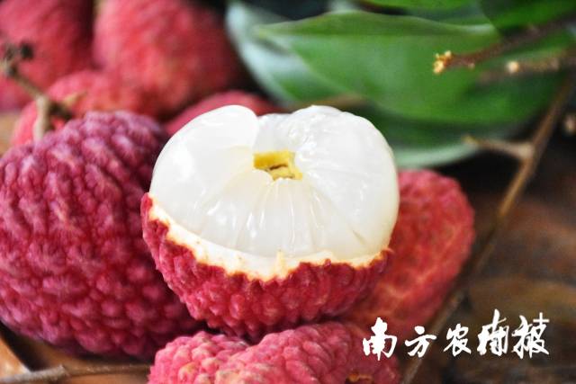 增城仙进奉荔枝