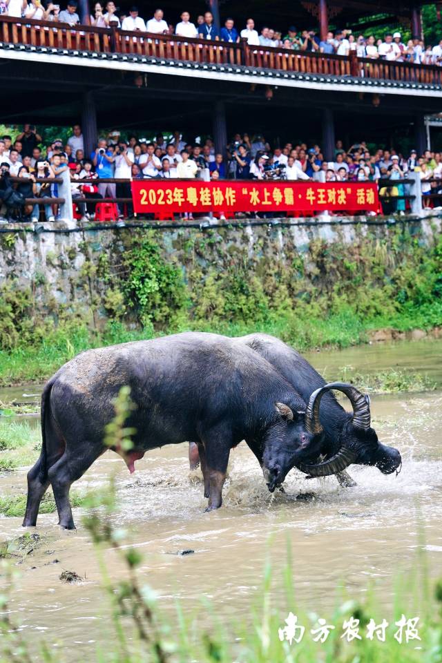 2023粤桂协作“水上争霸，牛王对决”活动，创造了一次独特的侗族斗牛文化体验