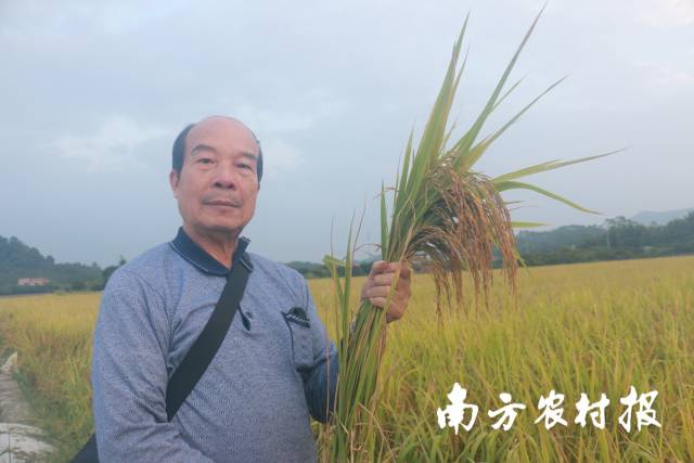 “增城丝苗米再生之父”宋东海