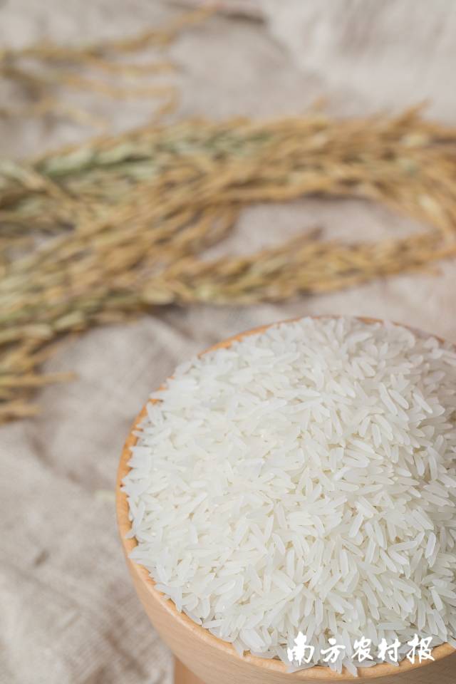 由增科新选丝苗1号加工成的大米