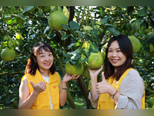 第六届世界客商大会梅州柚·梅县金柚开采活动今日举行